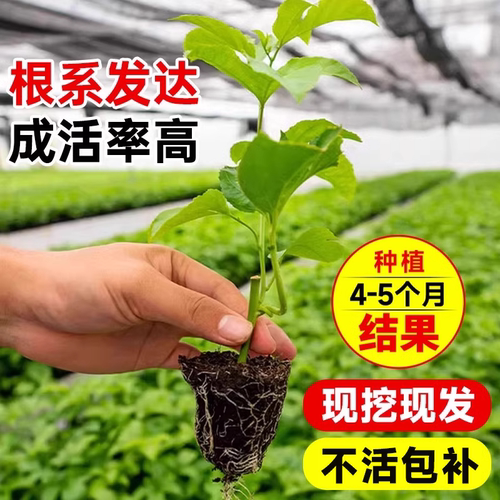 百香果树苗黄金9号百香果嫁接爬藤南方种植四季地栽水果树果苗 - 图1