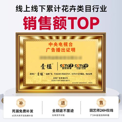 柏树树苗塔柏侧柏龙柏庭院行道风景大树园林工程绿化乔木四季常青 - 图3