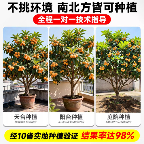 正宗嫁接特大枇杷树苗大苗带土带叶果树苗盆栽地栽南北方当年结果 - 图1