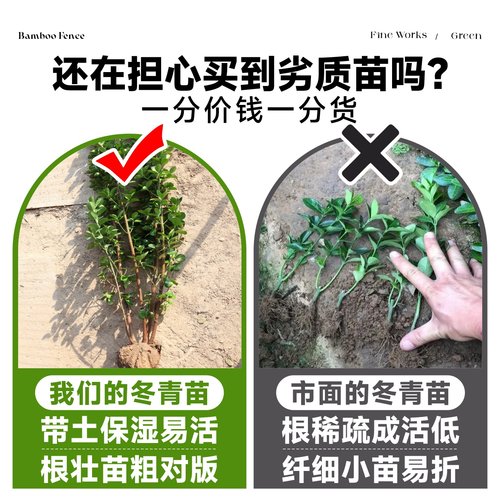 北海道黄杨冬青树苗篱笆墙围墙绿篱四季常青法国丛生大叶绿化植物 - 图1