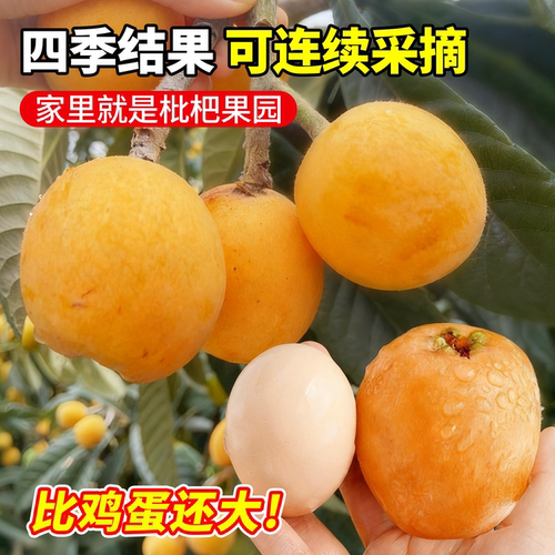 大五星枇杷苗树无核砂糖果苗大果南北方种植嫁接盆地栽琵琶果树苗 - 图2