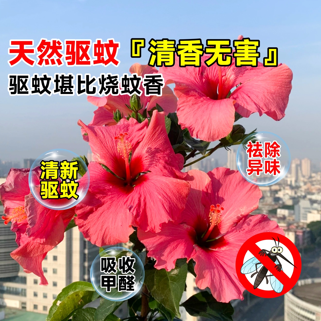 扶桑花盆栽重瓣带花苞红色朱槿室内阳台庭院四季花卉绿植木槿树苗