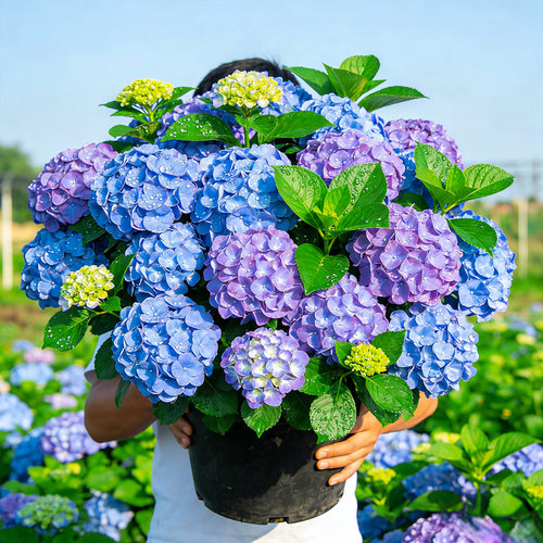 【带花苞】太阳神殿绣球花苗盆栽四季老桩木本重瓣大花绣球可调蓝 - 图2