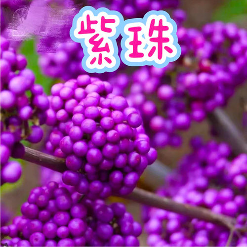 紫珠盆栽多年生矮丛生耐热耐寒阳台耐养观果植物盆栽庭院花镜造景 - 图1