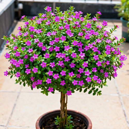 繁星点点！满天星盆栽庭院室内阳台花卉四季开好养耐热耐寒植物 - 图3