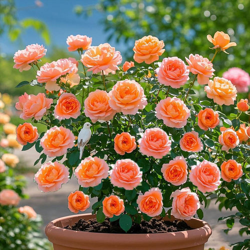 云南玫瑰花苗盆栽带花苞大花月季四季多年生玫瑰果汁阳台花园植物 - 图3