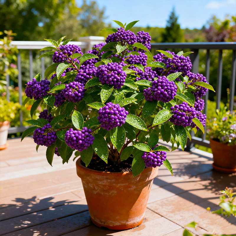 紫珠盆栽多年生矮丛生耐热耐寒阳台耐养观果植物盆栽庭院花镜造景,淘宝优惠券,粉丝福利购,淘宝优惠卷