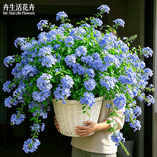 蓝雪花带花苞盆栽爬藤大苗老桩棒棒糖四季开花阳台垂吊好养易爆花 - 图2