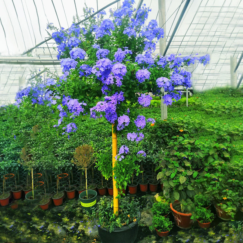 淡雅清新！蓝雪花盆栽大苗棒棒糖花卉耐热室外阳台好养四季开 - 图2