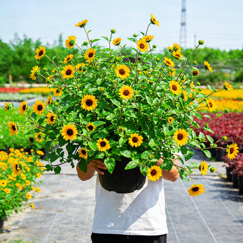 光辉岁月向日葵盆栽带花苞四季开花阳台庭院好养易活花卉绿植大苗 - 图2