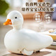 Water and Land Cole duck baby bathing toy playing duck