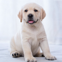 Pure breed Labrador puppies Living guide Dog Labrador Twin Lineage Golden Fur Young Dog High IQ Pet Dog