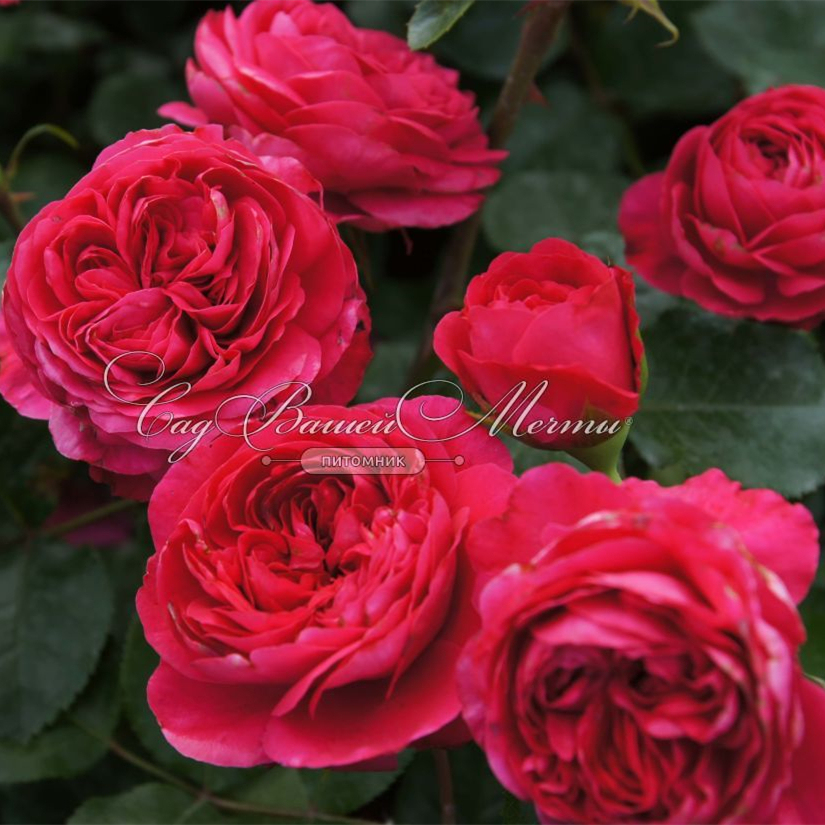 红色达芬奇 灌木月季正红号称塑料花耐开花期长多季节开花-许木木 - 图0