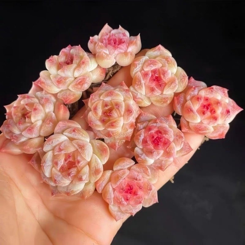 多肉植物自选套餐系列阳台豪华新手组合搭配花卉盆栽绿植大颗好养,淘宝优惠券,粉丝福利购,淘宝优惠卷