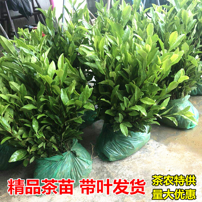 茶叶苗安吉白茶黄金芽茶苗普洱茶龙井碧螺春南方种植四季绿茶树苗