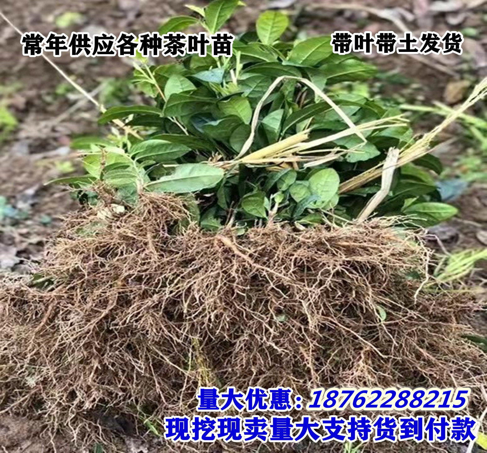 茶叶苗乌牛早龙井43号浙农117中黄越黄奶白南方种植绿茶茶树苗 - 图2