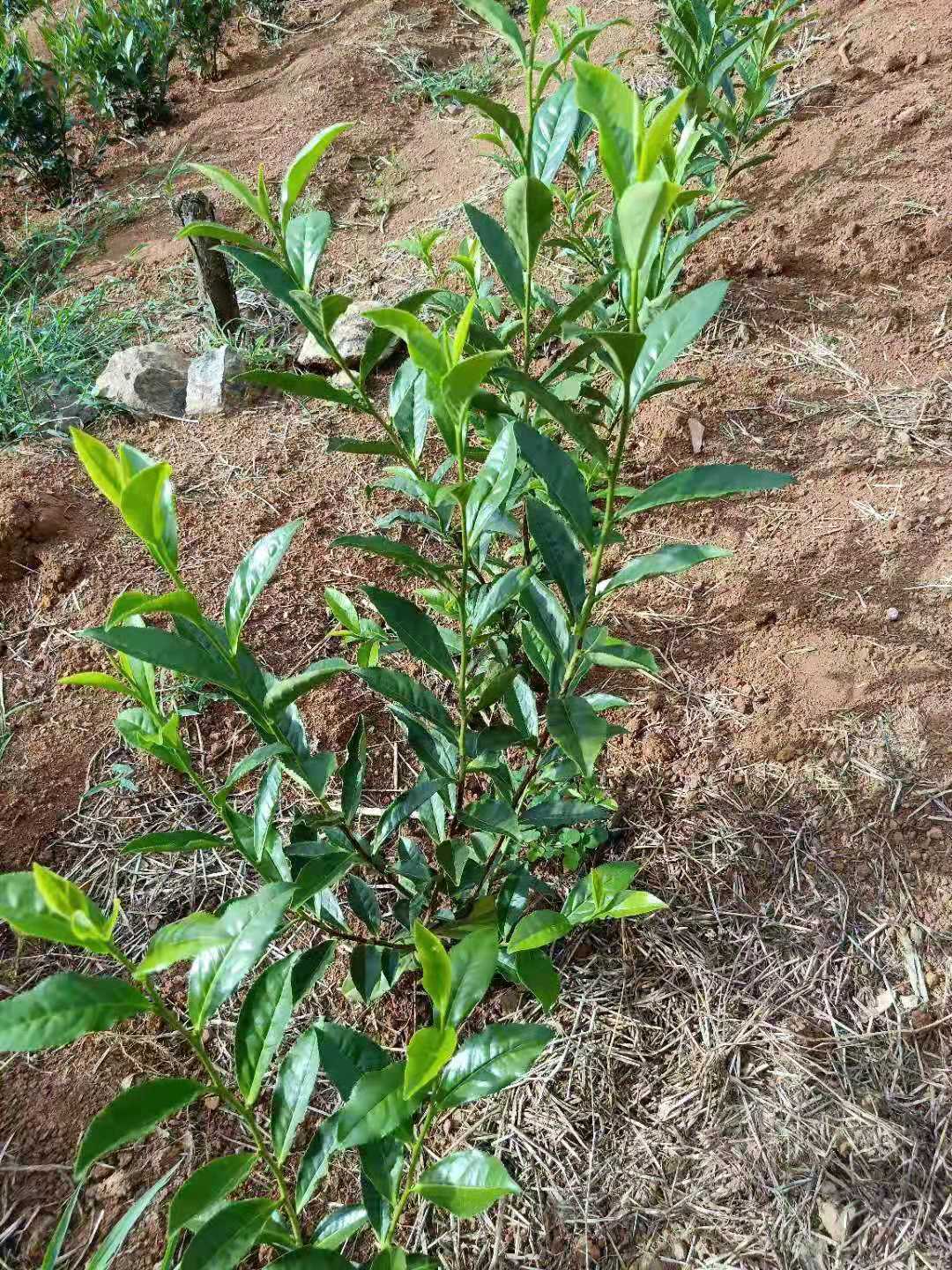 茶叶苗安吉白茶黄金芽茶苗普洱茶龙井碧螺春南方种植四季绿茶树苗