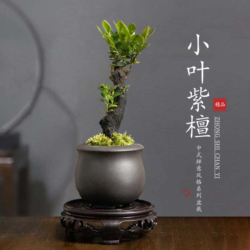 小盆栽真植物 新人首單立減十元 22年5月 淘寶海外