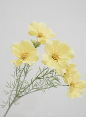 仿真花餐桌花波斯菊装饰花手捧花