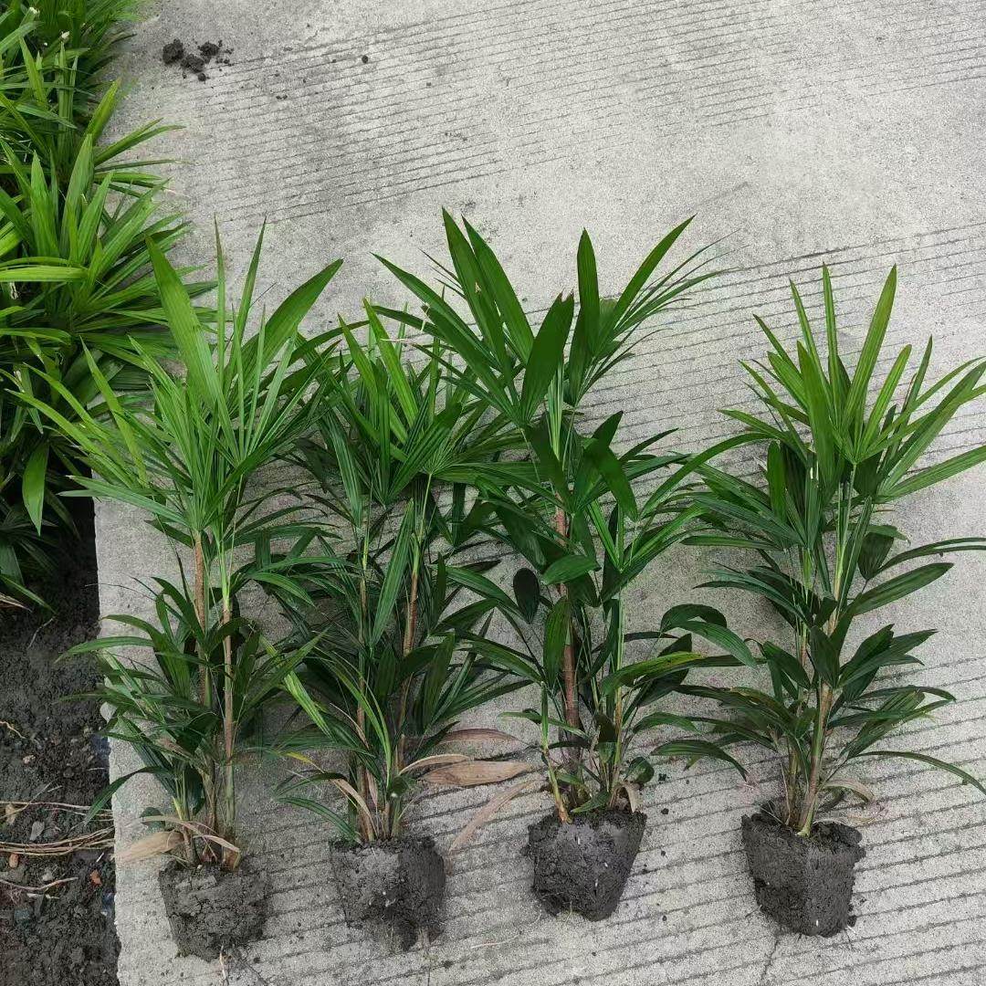 招财棕竹水培土培盆栽苗室内花卉观叶桌面室内绿植耐阴耐寒竹好养,淘宝优惠券,粉丝福利购,淘宝优惠卷