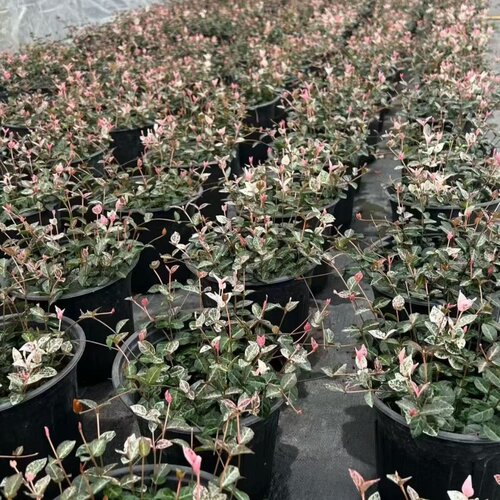 花叶络石四季五彩花卉盆栽彩络叶吊篮阳台爬藤苗绿植庭院植物垂吊 - 图3