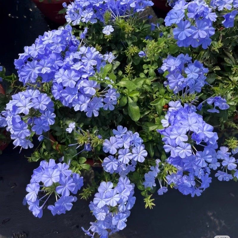 蓝雪花盆栽大苗阳台好养耐晒花卉庭院易活屋顶墙四季开花爬藤植物,淘宝优惠券,粉丝福利购,淘宝优惠卷