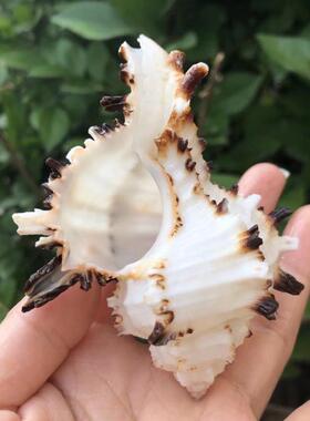 天然鱼缸造景家居海螺贝壳