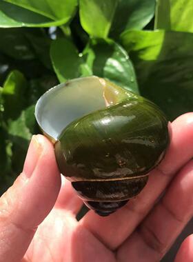 贝壳海螺绿色蜗牛壳寄居蟹替换壳