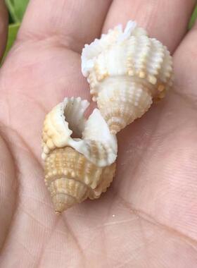 天然贝壳海螺织纹螺标