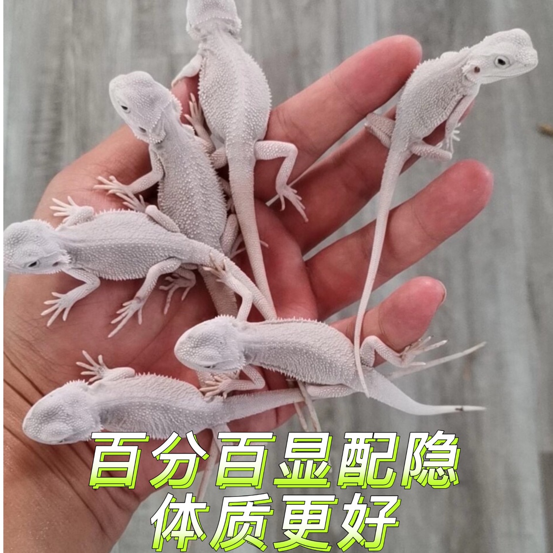 新手入门爬宠宠物鬃狮蜥蜴超白红系柑橘,温顺可爱,顺丰包邮包活_虎窝淘