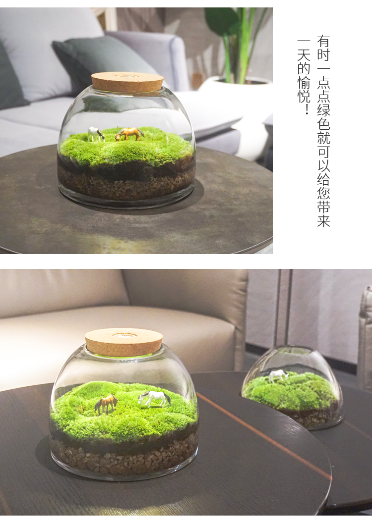 苔藓缸闷养盆器微景观玻璃容器微观生态瓶玻璃瓶花盆带灯微景瓶 - 图3