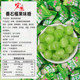 Hongyuan Guava Fruit Flavored Candy 5Jin Jin is equal to 0.5kg Guava Flavored Fruit Hard Candy Sour and Sweet Entertainment Snacks New Year's Candy Wholesale
