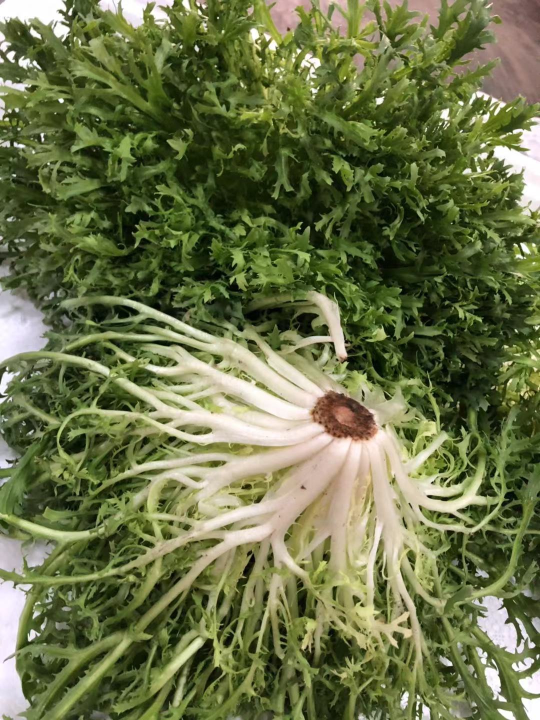 广东满80包邮顺丰细叶青苦菊苦叶生菜细叶青九芽 Endive 1斤/11-图1