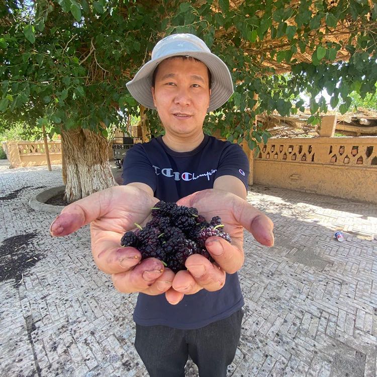 新疆野生桑葚干白桑葚黑桑葚无添加桑葚子泡酒泡茶泡水做膏即食