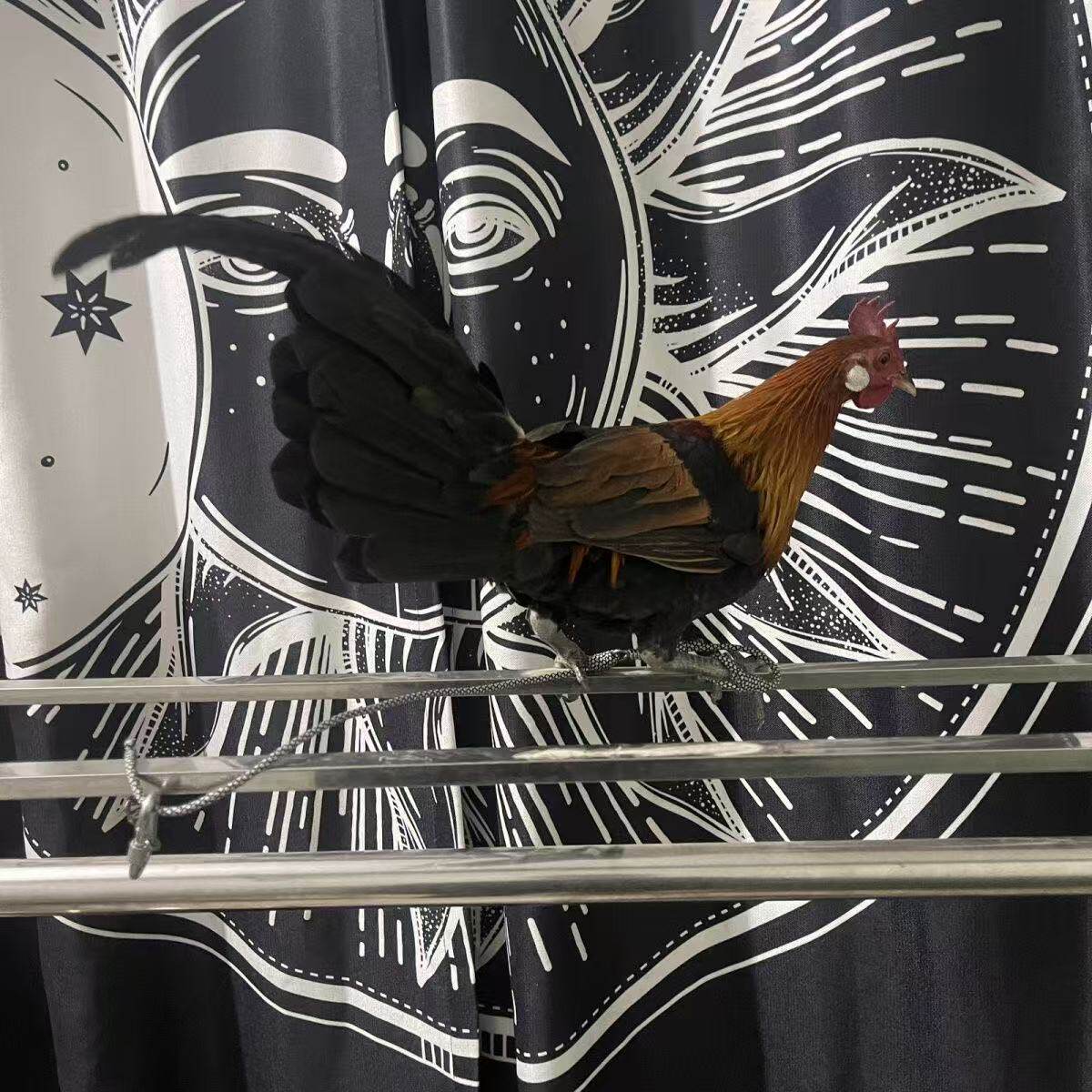 正宗白耳茶花鸡越南血统茶花鸡原始鸡纯种宠物鸡观赏鸡纯生鲜整鸡,淘宝优惠券,粉丝福利购,淘宝优惠卷