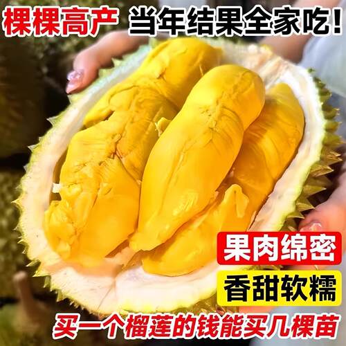 金枕榴莲树果苗南北方种植猫山王耐寒嫁接盆栽地栽广西正宗果树苗 - 图0