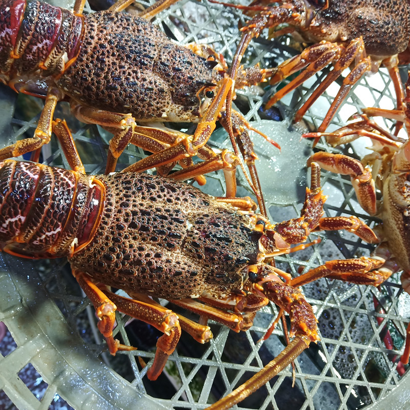 鲜活奥龙仔澳洲龙虾小青龙刺身食材即食澳龙小赤龙250克左右一只-图1