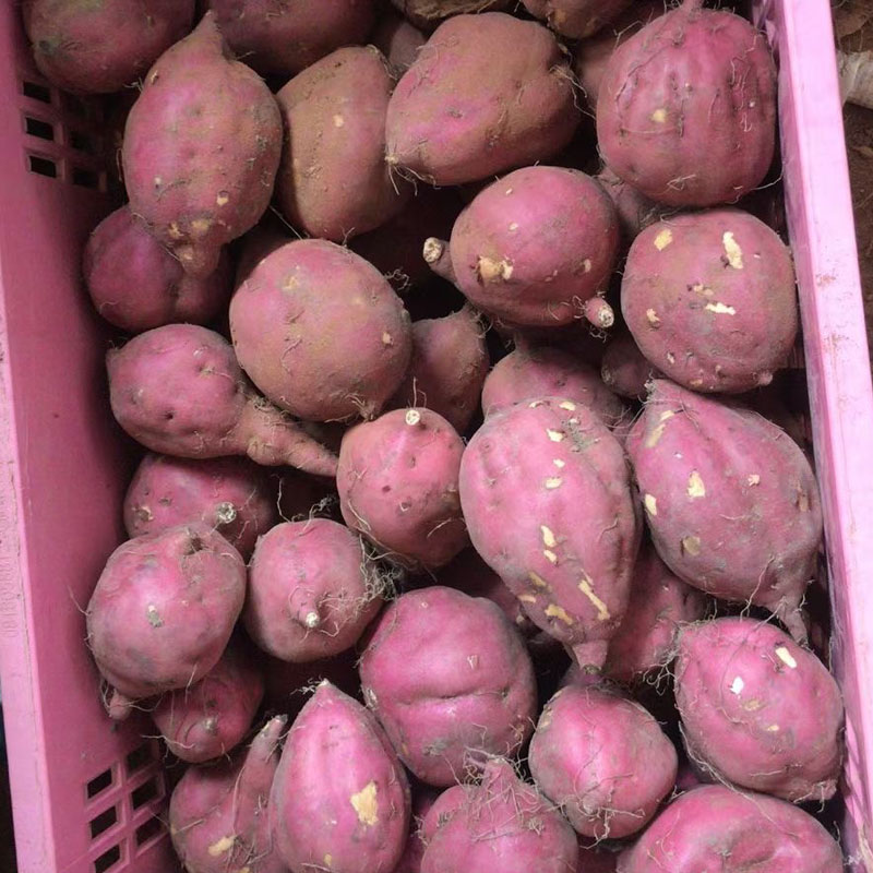 产地直销海南澄迈沙地桥头富硒地瓜 榴言味番薯