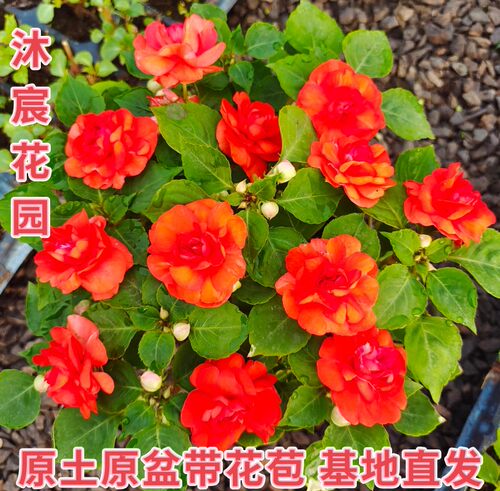 水梅花苗盆栽多年生四季花阳台庭院办公室耐旱皮实重瓣凤仙带花苞 - 图0