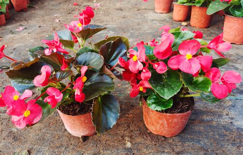 四季秋海棠花苗盆栽大花玻璃翠小花阳台庭院多年生易活带花包 - 图2