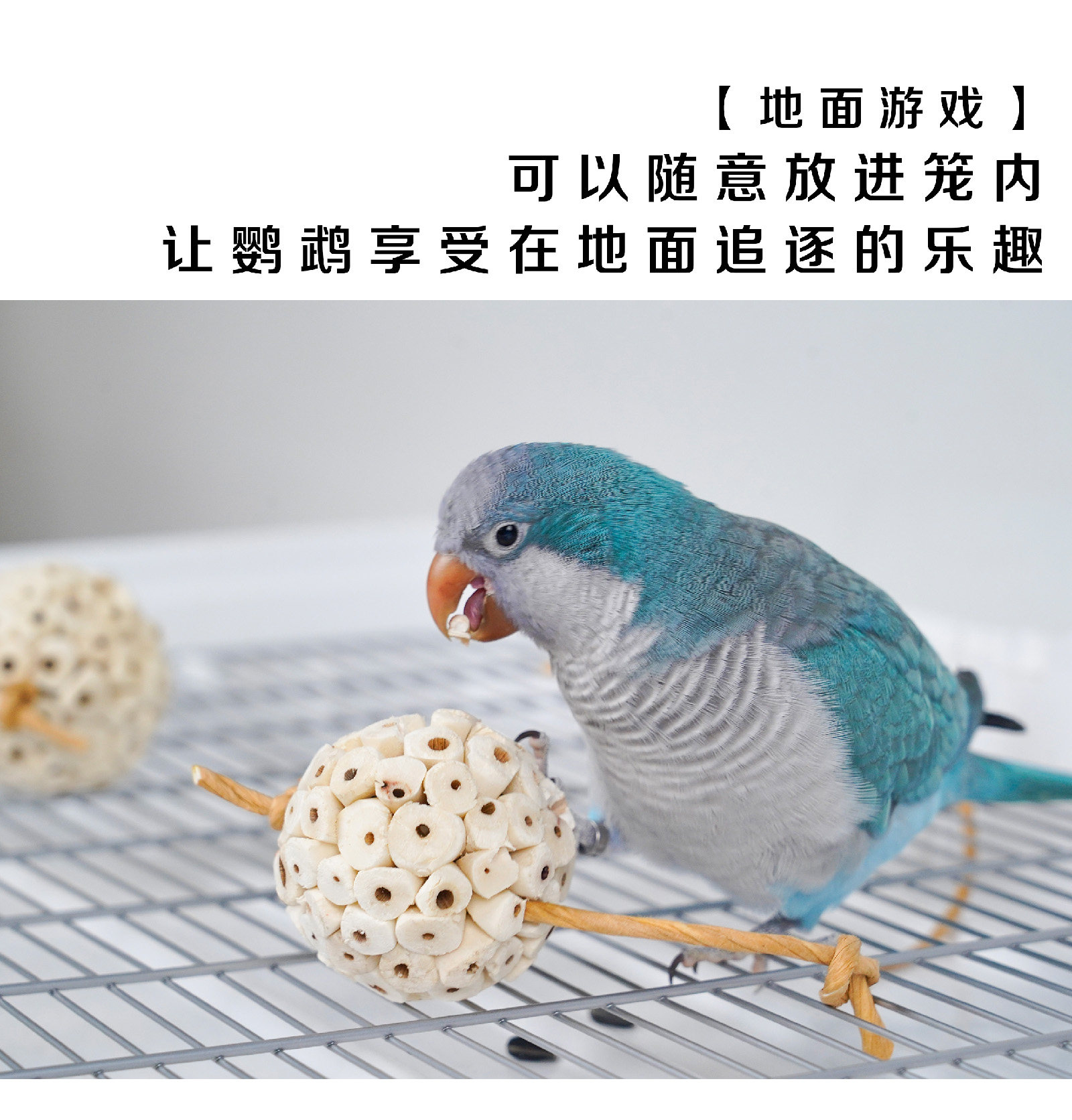 通草原生球-MONZEST大嘴鸟(虎皮玄凤鹦鹉天然啃咬磨嘴解压玩具）,淘宝优惠券,粉丝福利购,淘宝优惠卷