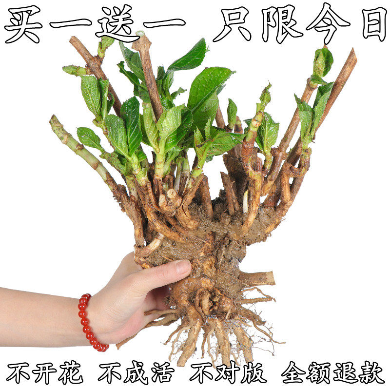 海蒂的花园海妈家妖精花手鞠新娘等绣球花阳台庭院