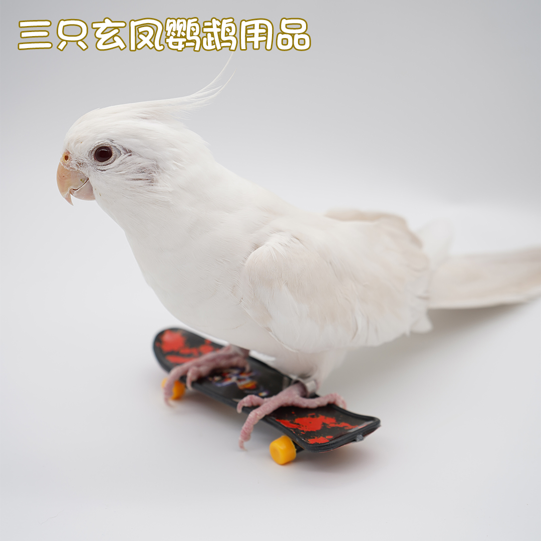 Pet parrot bird uses toy scooter for exercise training, interactive educational bird supplies, photo props, free shipping