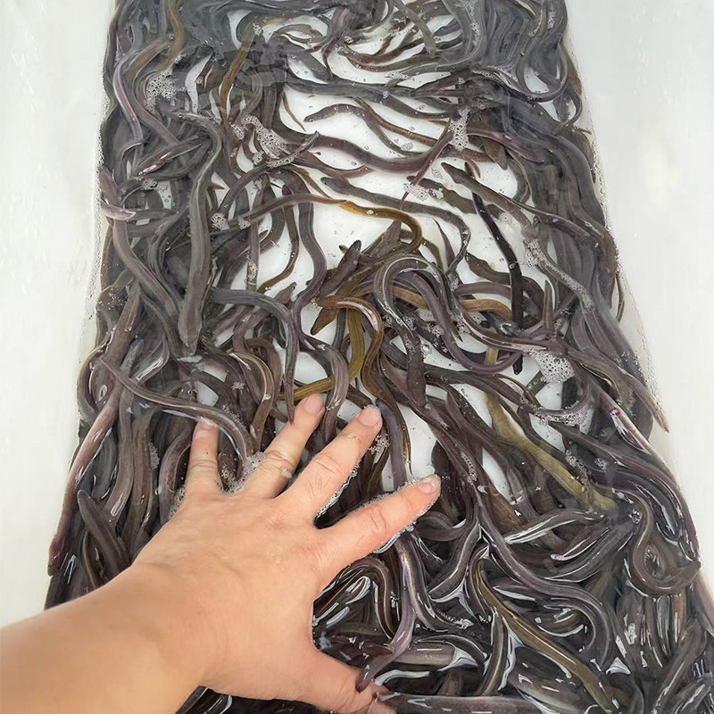 花鳗鱼苗 花锦鳝鱼苗 鲈鳗苗 日本鳗鱼 白鳗鱼苗 白鳝鱼 河鳗冷水,淘宝优惠券,粉丝福利购,淘宝优惠卷