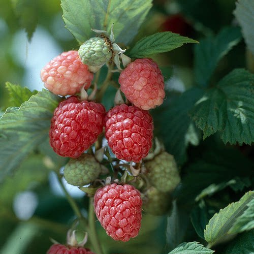 天狼丁康金秋树莓阳台庭院家庭喜光耐寒观赏性可食用易养果树 - 图2