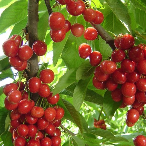 天狼樱桃阳台庭院花园多季可种植果树果苗裸根黑珍珠红妃布鲁克斯 - 图3