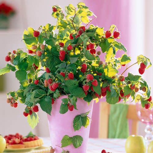 天狼丁康金秋树莓阳台庭院家庭喜光耐寒观赏性可食用易养果树 - 图0