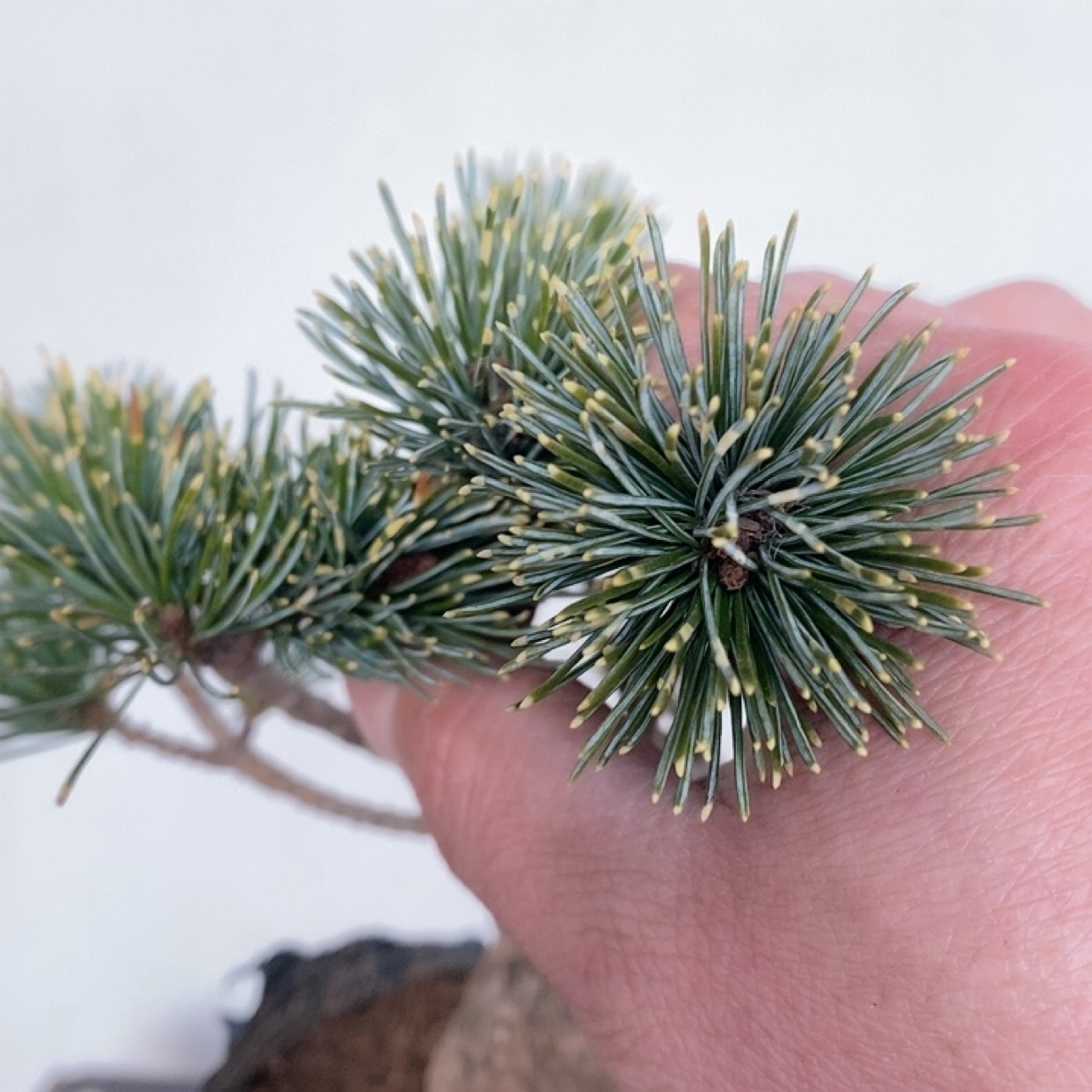 一物一拍实物拍摄吹雪五针松贵品种明星五针松金针大阪松小品盆栽,淘宝优惠券,粉丝福利购,淘宝优惠卷
