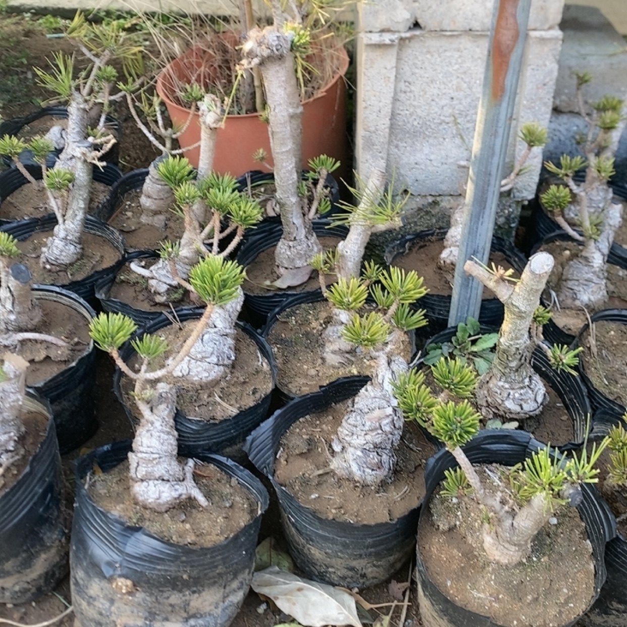 寸稍黑松盆景盆栽嫁接松树大阪松微型短针庭院迎客松,淘宝优惠券,粉丝福利购,淘宝优惠卷