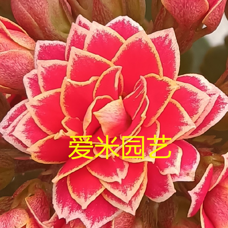 爱米园艺长寿花重瓣带花苞M6-传奇-流金岁月嘉年华-金丝带-传说-图1